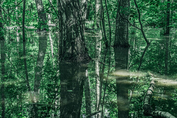 Fototapeta na wymiar Green forest flooded after downpours