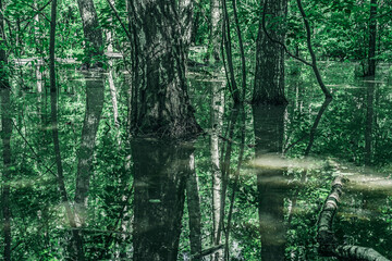 Green forest flooded after downpours