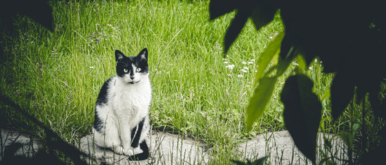 Cat sitting on the sidewalk and grass in the background
