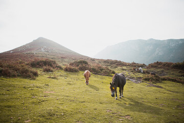 two wild horses on the mountain meadow, Typical landscape of spanish Asturias
