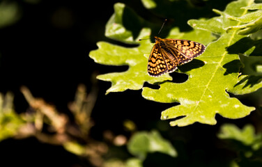 Obraz premium beautiful male specimen of butterfly melitaea deione perched on a green leaf of the Pyrenean oak