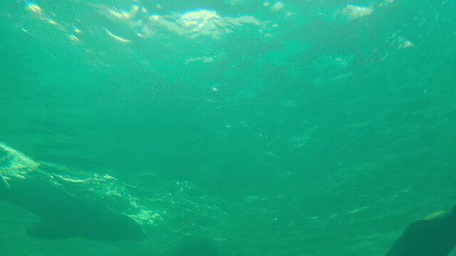 slow motion of sea lions and seals swimming under green ocean. low angle view. Otaria flavescens and Phoca largha
