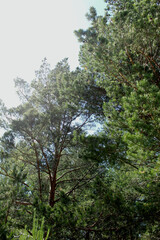 forest in the morning