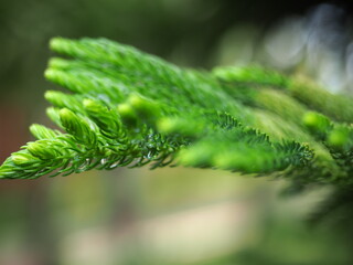 blurred image of green pine leaves with green bokeh background