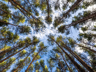 Trees against the blue sky, top view. Background texture, tops of coniferous trees. Concept: raise your head, look at the sky. High pine forest