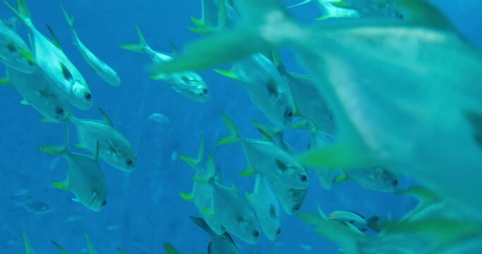 close up many Trachinotus ovatus fish swimming in blue ocean