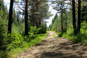forest in the morning
