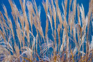 Grass against a blue sky. Golden grass brooms. Autumn grass. Autumn background. Natural background. The arrival of autumn. Plants of the meadows.