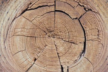 Cracked bough on an old dried wooden board close-up. Natural light brown background or wallpaper. Top view from above. Macro