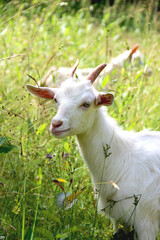 Obraz na płótnie Canvas portrait of a white goatling standing on summer pasture