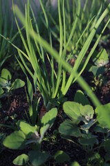 green grass and onion