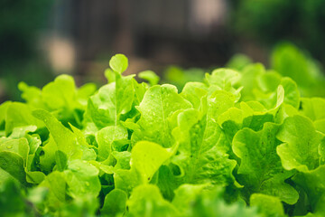 fresh lettuce in the garden. organic salad leaves.