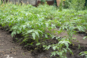 watering tomato bushes in a garden with hose