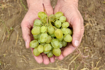 Naklejka na ściany i meble Hands of farmer with ripe White Grapes during wine harvest. Bunch of white grapes in men's hands, Vineyard. Top view. Close-up. Selective focus. Copy space.