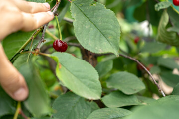 ripe cherry on a tree, natural background