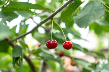 ripe cherry on a tree, natural background