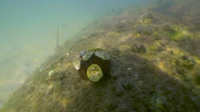 Red sea urchin underwater wearing sea shells on it