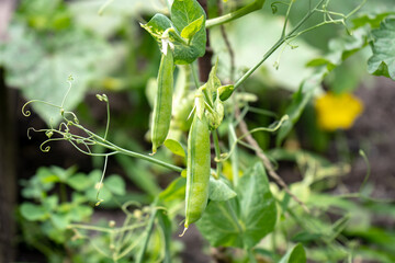 young green peas on a bush in a garden