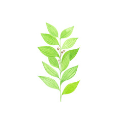 Watercolor green herb leaf isolated on white background