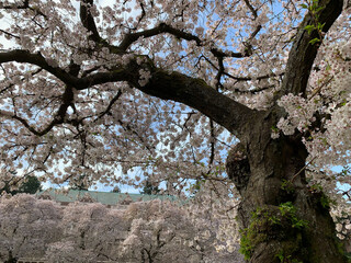 Cherry Blossoms blooming on trees on the campus of the University of Washington in Seattle