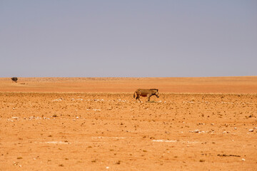 mountain zebra in desert