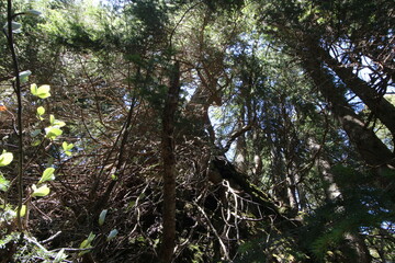 Sonne strahlt zwischen den Bäumen in einem dichten Wald