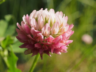 The flower buds of the clover. White, pink, red petals of wild flowers.