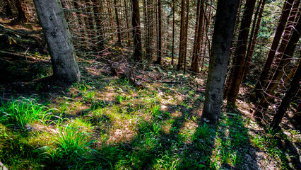 Shadows of the spruce forest intertwined with the grass