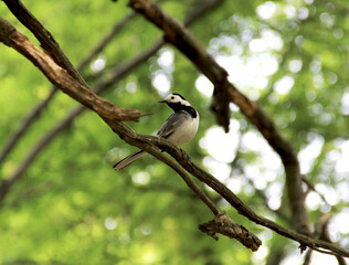 White wagtail Motacilla alba, small white bird with black head and silver wings walking on branch