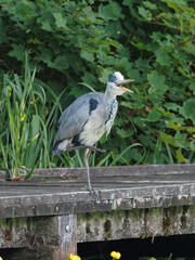 Fototapeta premium A grey heron (Ardea cinerea) looking for fish as it stands on a jetty of a lake at Daisy Nook country Park, Oldham