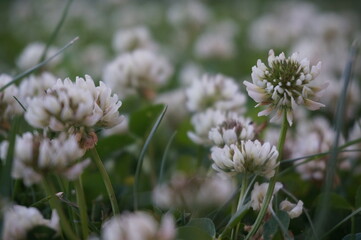 beautiful white clover flowers in summer