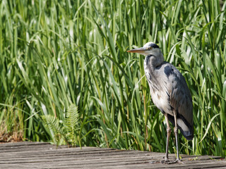 A grey heron (Ardea cinerea) looking for fish as it stands on a jetty of a lake at Daisy Nook country Park, Oldham