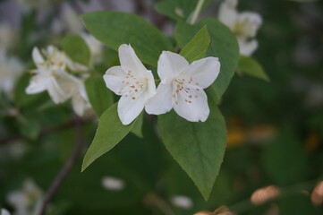 beautiful white jasmine flowers in summer