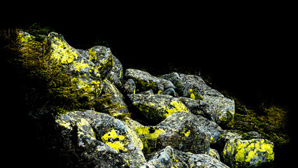 Moss-covered rocks and mountain pine on the sides