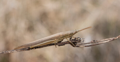 Cattail Toothpick Grasshopper is camouflaged on a dried sedge stem in a sunny flatwood meadow while hunting insects for a meal.