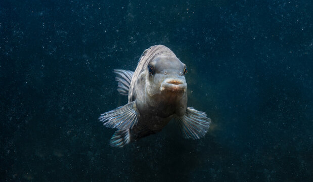 Fish With Black Stripes. Big Beautiful Fish Underwater. Pets In The Aquarium. Large Fins, Tail And Scales. Cichlasoma Nigrofasciatum. Amatitlania Nigrofasciata. Archocentrus Nigrofasciatus.