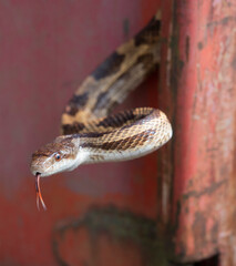 Closeup image of a common chicken snake, Spilotes pullatus, on a red metal container