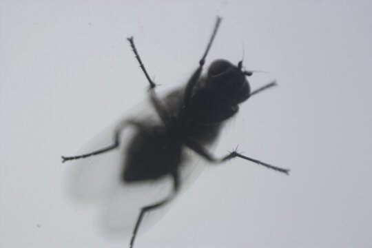 artistic macro slide detail of common fly blurred with intentional background