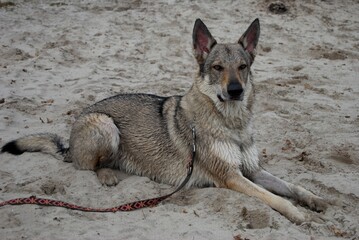 Ceskoslovenský Vlciak na plaży