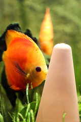 Farbenprächtige Diskusfische im Aquarium