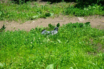 Pigeon on the grass