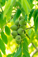 Green nuts on a tree. A lot of nuts on a tree