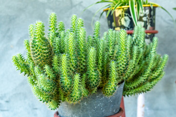 Green thorn cactus with long needle, macro shoot