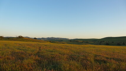 Fototapeta na wymiar Rolling Wild Flower Covered Hills and Plains in San Luis Obispo in Golden Hour