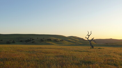 Fototapeta na wymiar Rolling Hills, Wild Flowers, Plains, Golden Hour, and a Single Withered Tree of off the 101 Highway