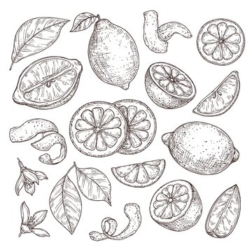 Lemon sketch. Hand drawn oranges lime, pencil drawing citrus flowers, blossom branch and zest. Isolated sliced fruits vector illustration. Fruit and lemon drawing, orange engraved organic