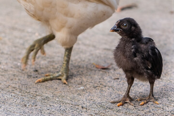 Portrait of a small dark chicken standing near its mother.