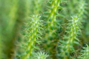 Green thorn cactus with long needle, macro shoot