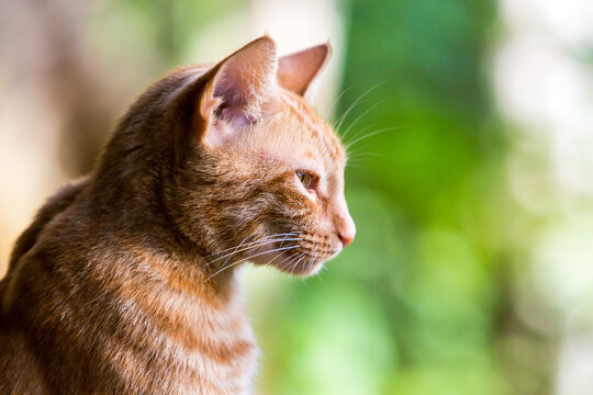 dramatic image of an orange tabby cat relaxing outdoors enjoying some sunshine.