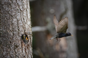 European Starling, Sturnus vulgaris, flying away from its nest with two nestlings or juvenile starlings visible.